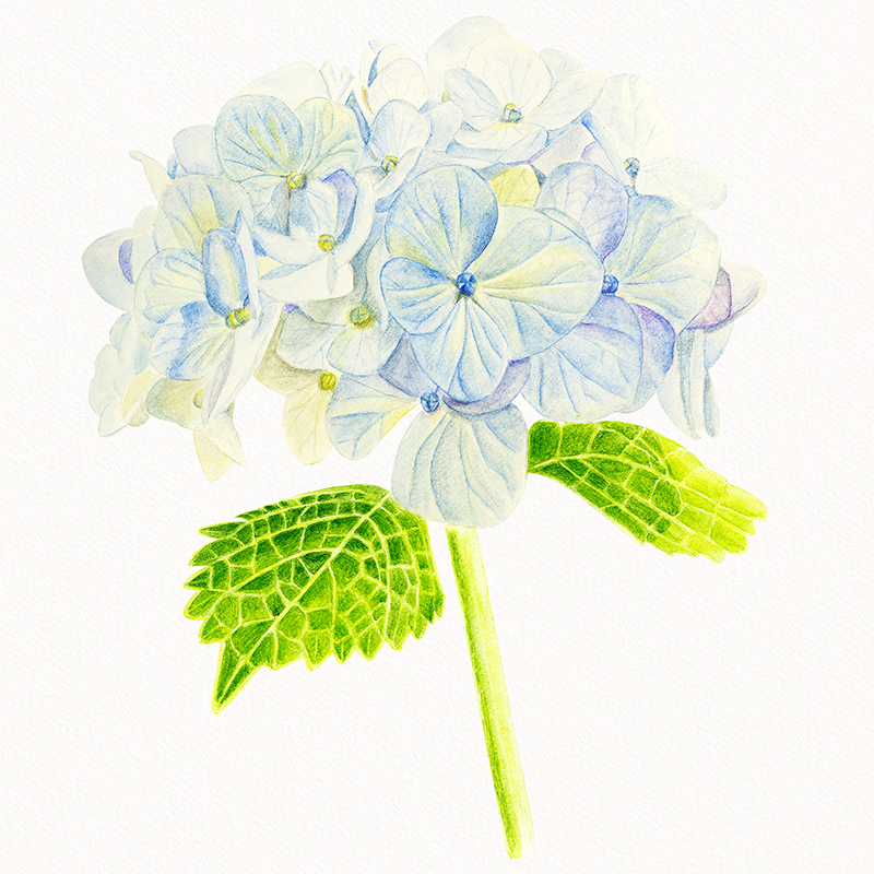 watercolor botanical art of a hydrangea flower