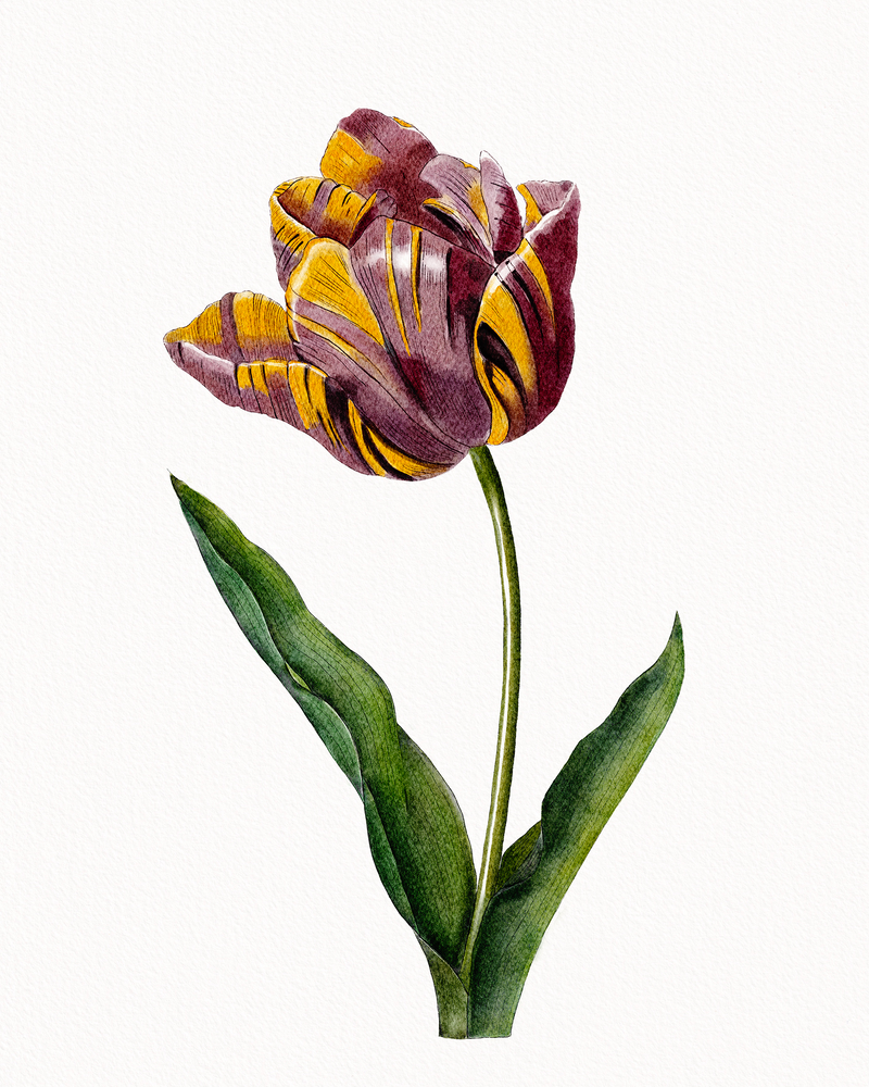 botanical art of a tulip flower